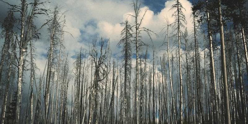 Effective Study Techniques